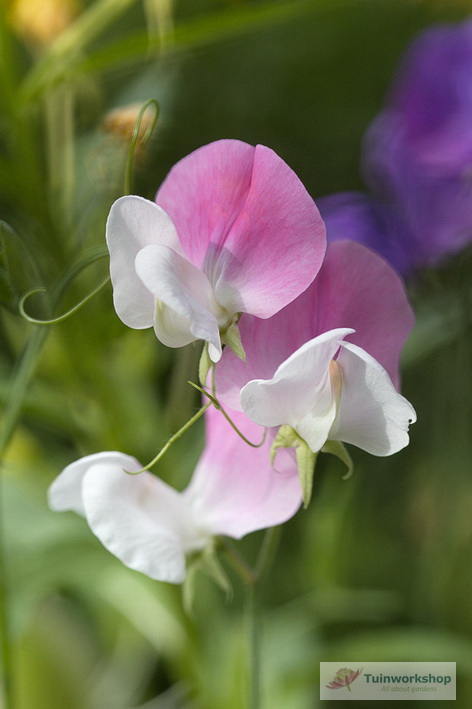 0722 0139Lathyrus