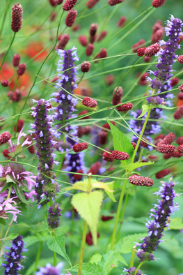 Workshop Planten combineren