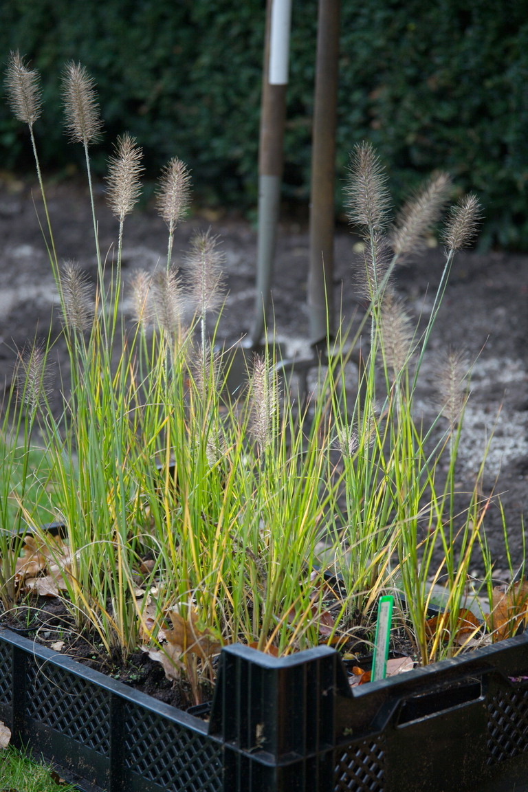 Workshop Beplant je eigen tuin