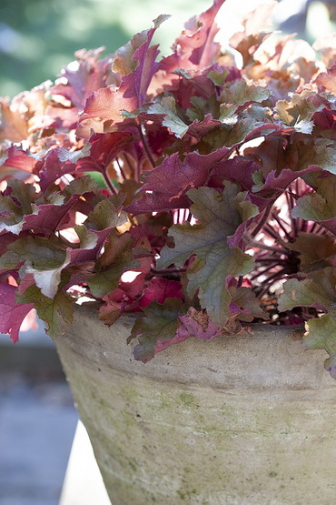 Heuchera (purperklokje): een veelzijdige bladplant. 